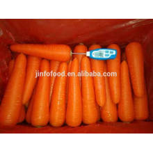 Fresh Carrot